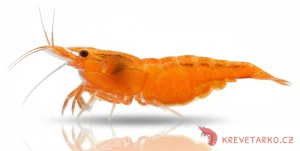 Neocaridina Davidi var. Bloody Orange