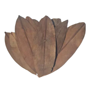 Mangrovové Listy (Rhizophora)